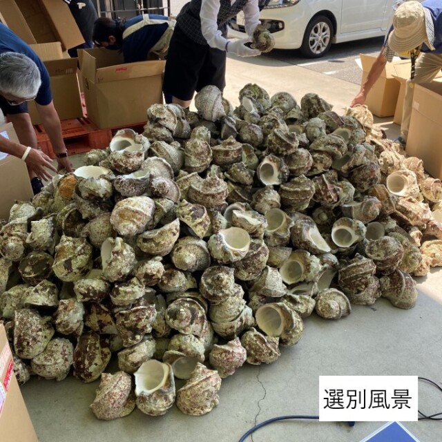 夜光貝 高級な夜光貝 特大サイズ16x18cm 色合いがとても美しい 置物 夜光貝