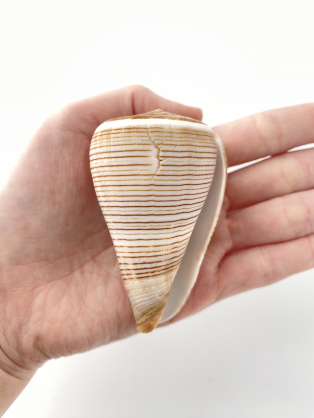 コゲスジイモガイ（自然）【約6～7cm/1個】 En: Conus Figulinus