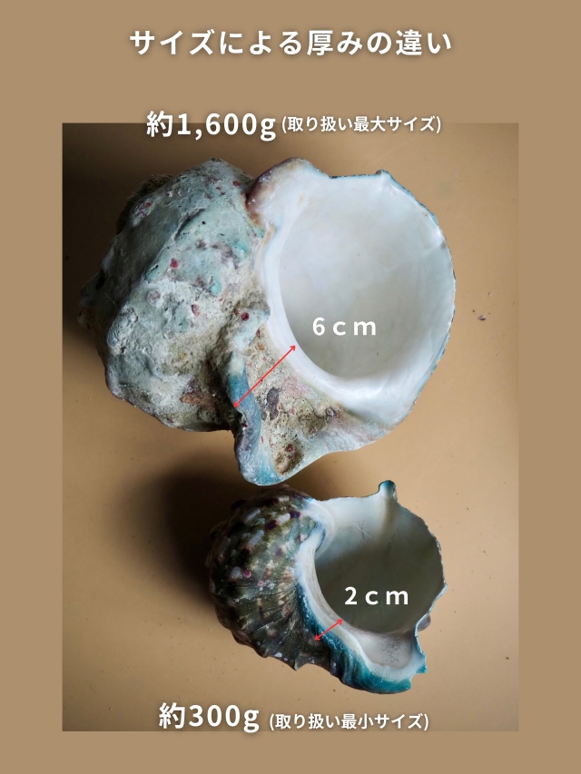 夜光貝【約400～499g/1個】EN:Green Turbo Snail (Size:400-499g, Unit