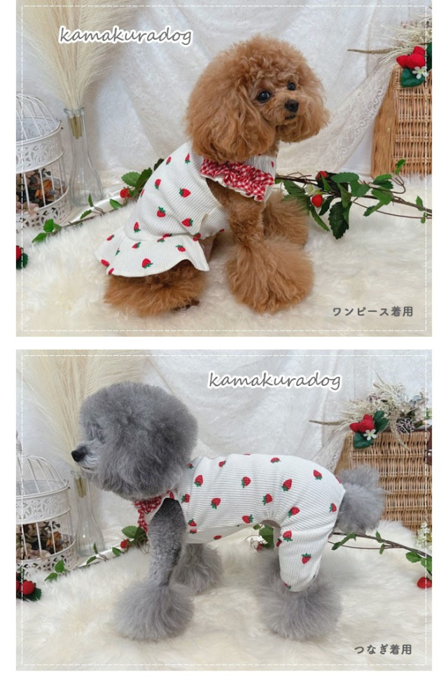 恋いちごワンピースのセットイントレーナー犬服 （胴回り33〜49センチ