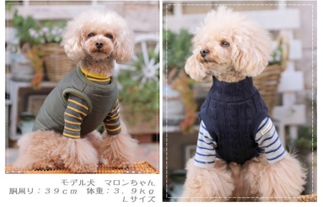 犬服 S わんこの普段着フルーツカシェボーダー