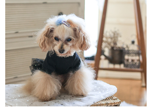 リボンチュールワンピース 可愛い小型犬の洋服通販 鎌倉ドッグ
