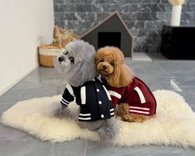 カレッジスタジャン 可愛い小型犬の洋服通販 鎌倉ドッグ