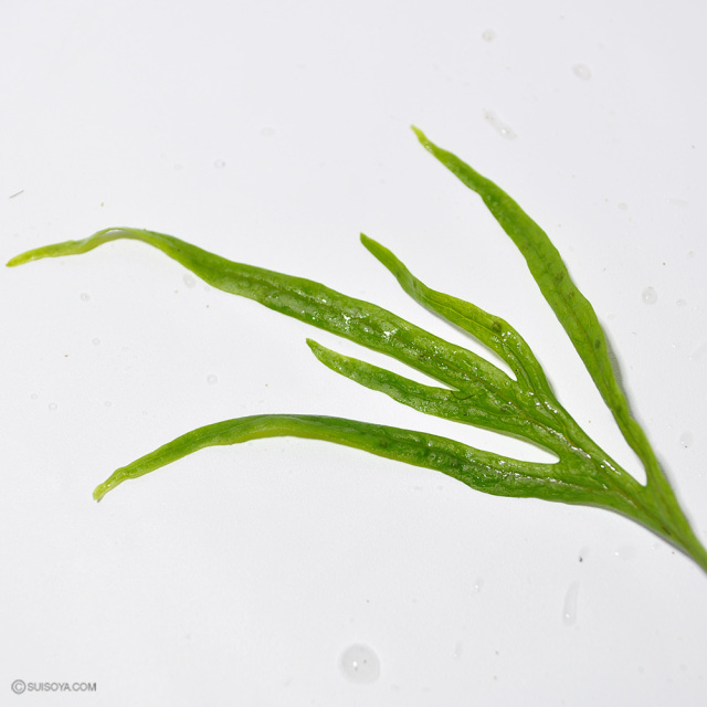 珍ミクロ！】ミクロソリウムsp.サラワク カピット ウエスト(葉数5枚以上)