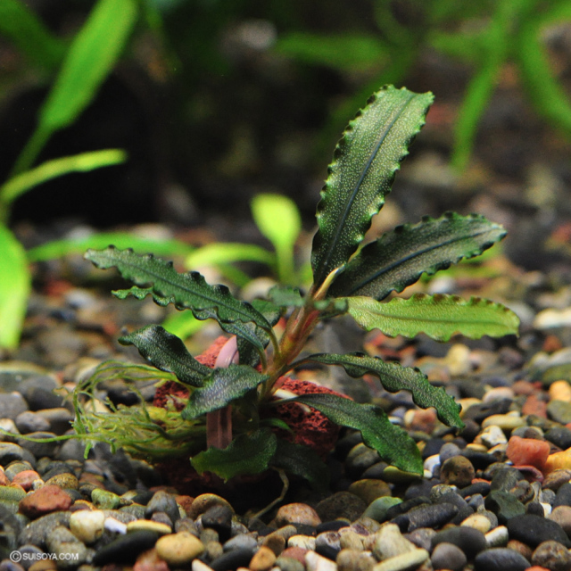 ブセファランドラsp.”ビブリス”（1株）