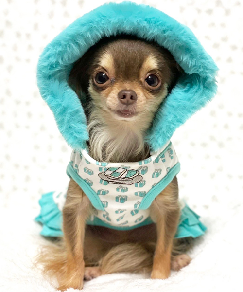 ハンドメイドオーダー犬服【luna】 Luna Blue☆ルナブルー】ウー