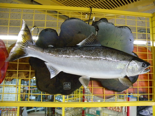 魚の剥製』 【サクラマス（桜鱒）47cm 板付き】 ・送料 ： 全国一律
