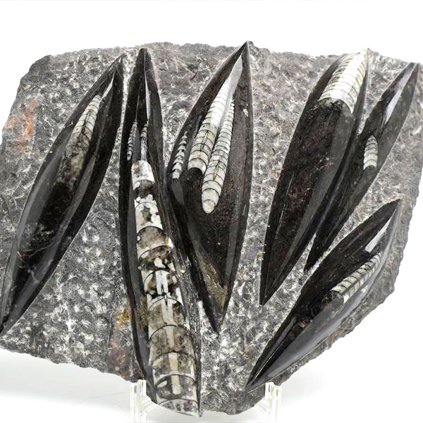 オルソセラス(直角貝)