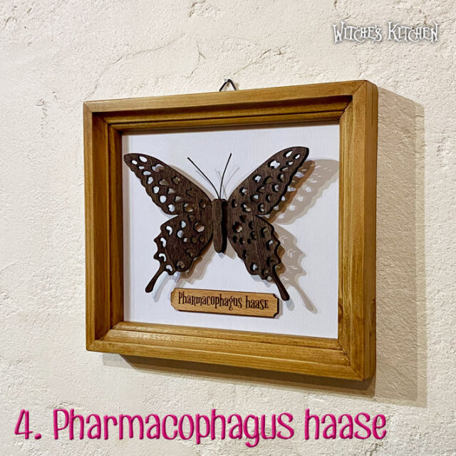 希少蝶の標本 ドイツ木製フレーム付き箱現状品のみ40x30x6cm 希少蝶の