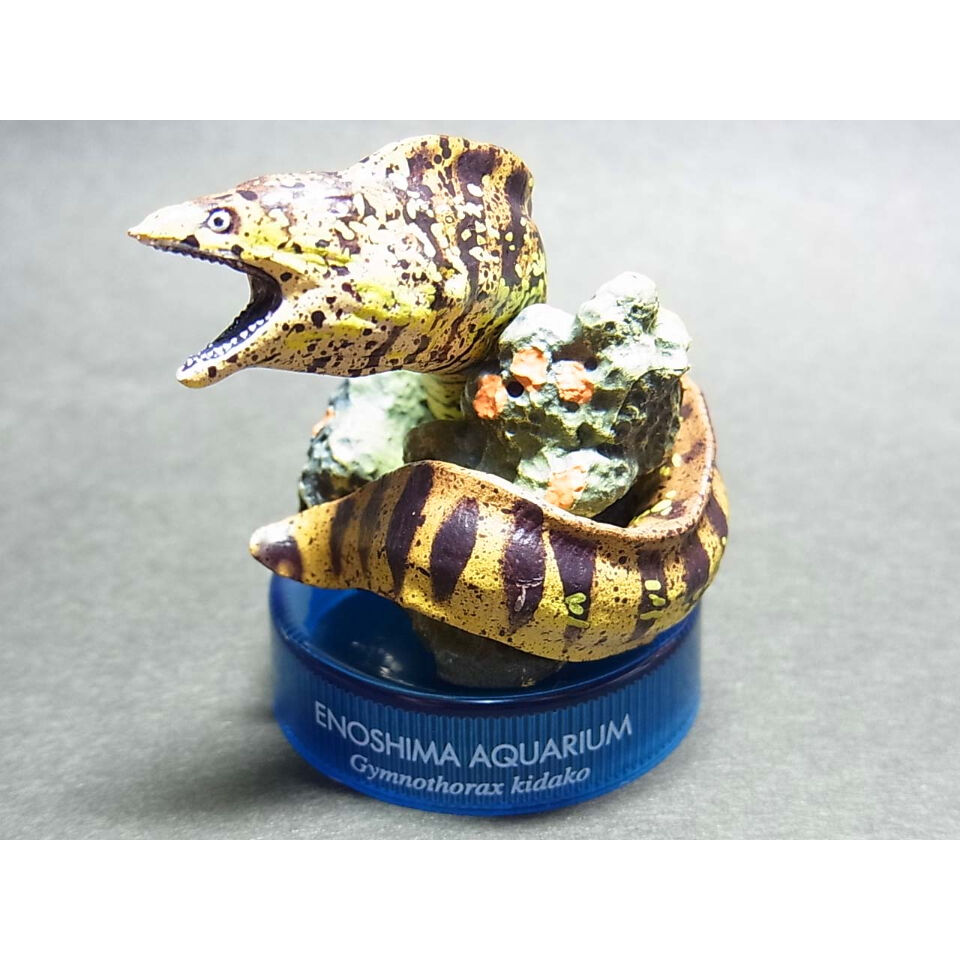 新江ノ島水族館への誘い2 05.ウツボ | トイズ・スタイル