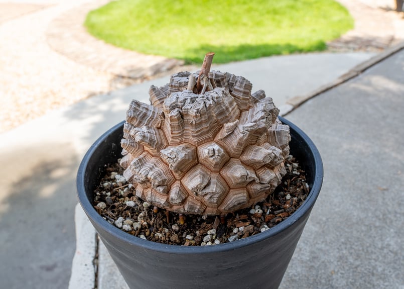 長谷川園芸産】亀甲竜 Dioscorea elephantipes 6寸 | mana's