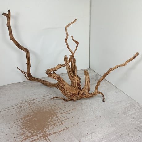 アクアリウム・ガーデニング向け 特大塊根ブランチウッド流木（約45cm