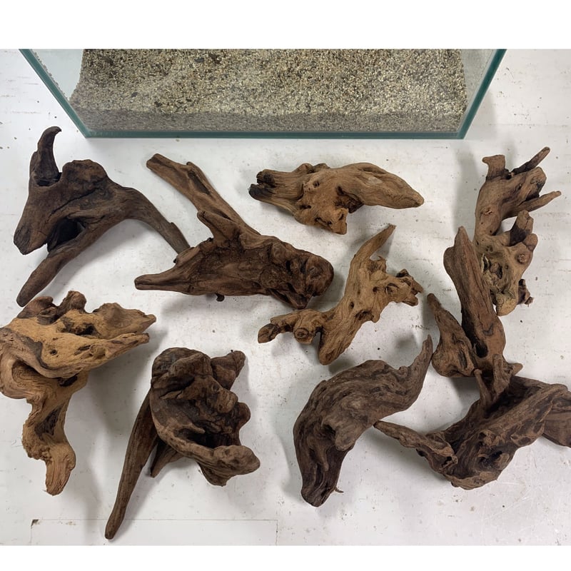 マングローブ系流木 プチサイズ 約10～15㎝ 10本入×1セット（合計10本