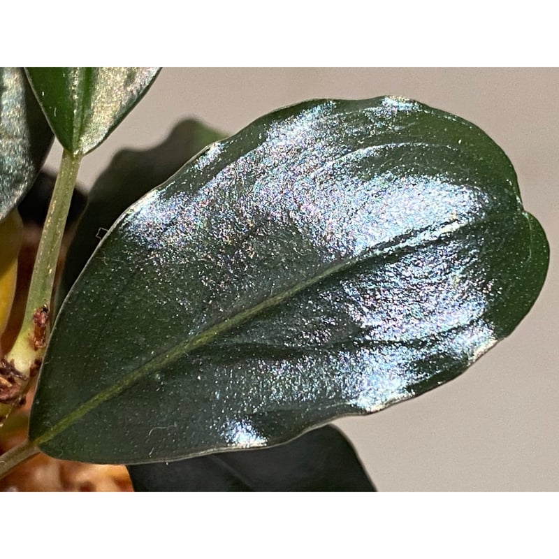 ひ*ろ様 Bucephalandra sp. Violet Bolsom 5株 ひ*ろ様 Bucephalandra