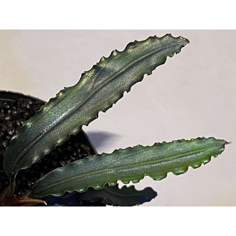 Bucephalandra sp. from 