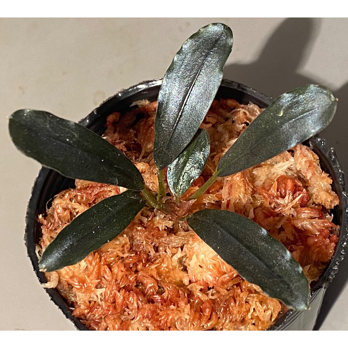 水草 Bucephalandra sp. Black herrykafa Bucephalandra Black Tears