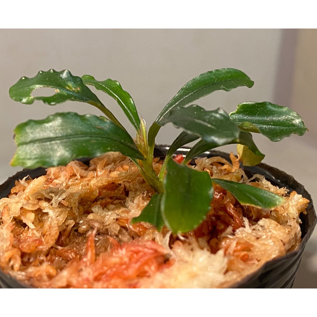 Bucephalandra motleyana 問屋便 | M・R・G・R