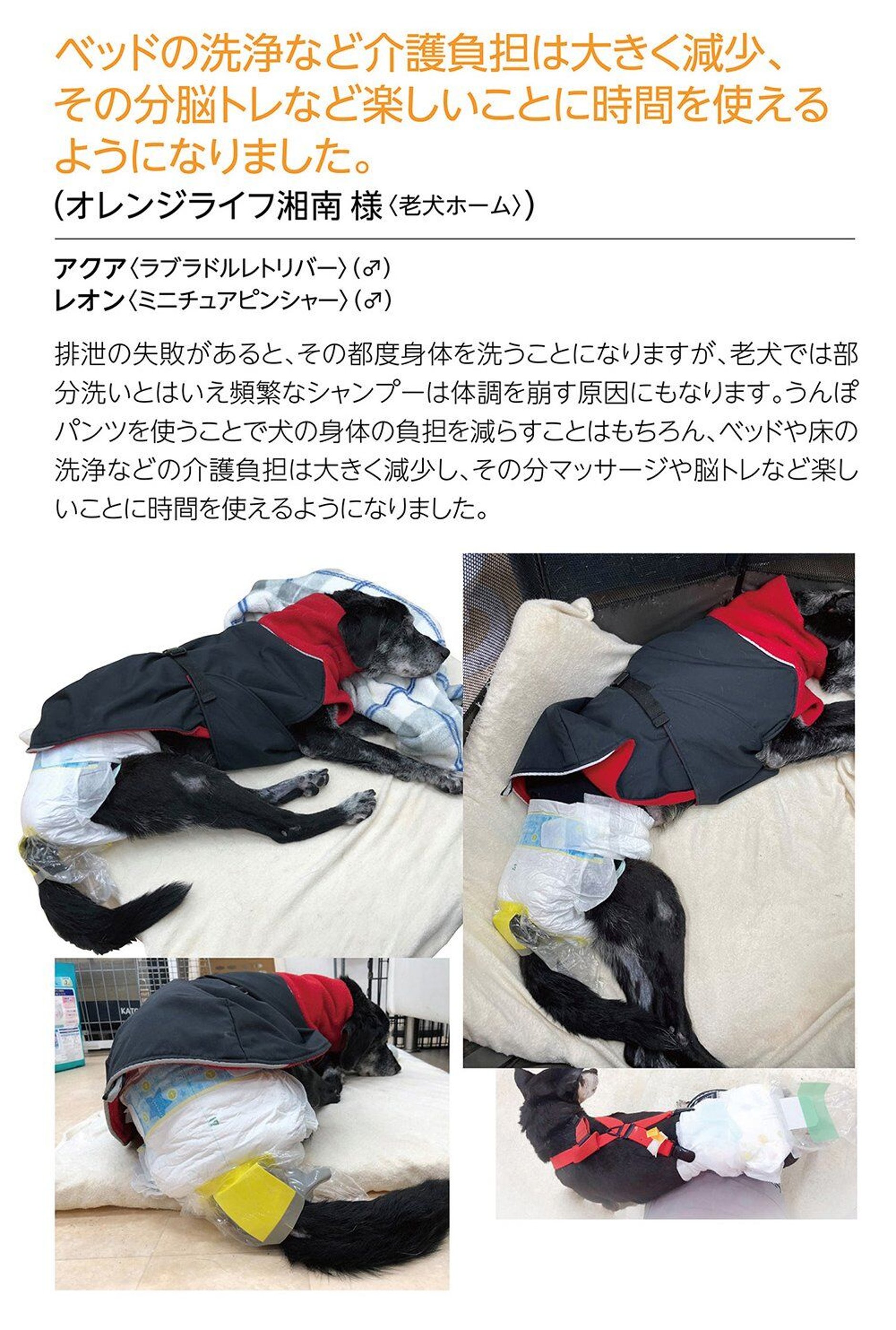 WANCHI うんぽパンツ L 30枚 Amazon.co.jp: うんぽパンツ L・30枚 犬