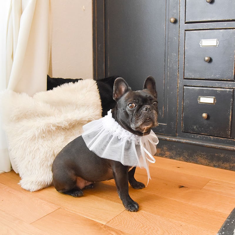 ViViVi］ラッフル付け襟（ベーシック） | フレンチブルドッグと中型犬