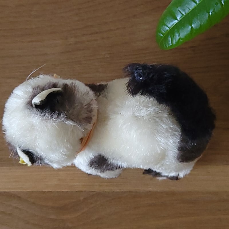 シュタイフ オープンマウスのGUSSY | リボンときどきネコ