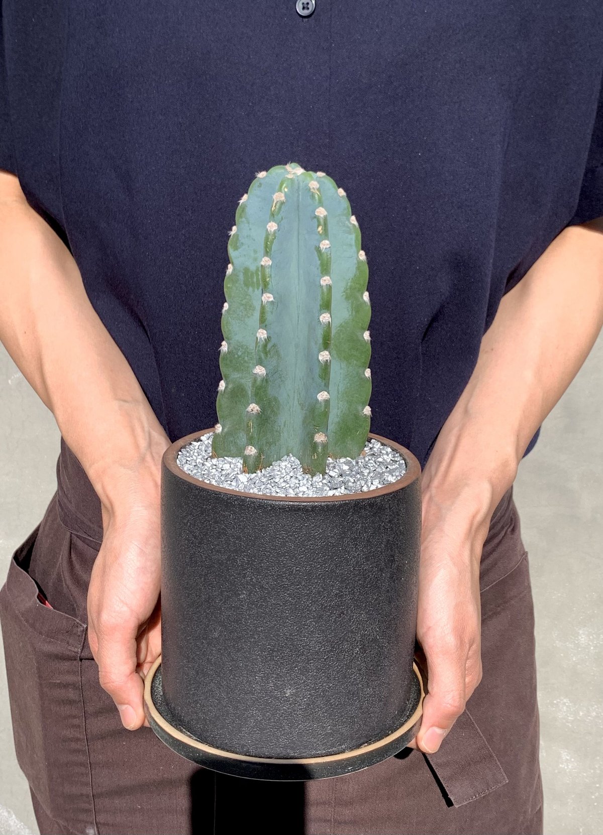 柱サボテン -鬼面角- | Flower KADOYA