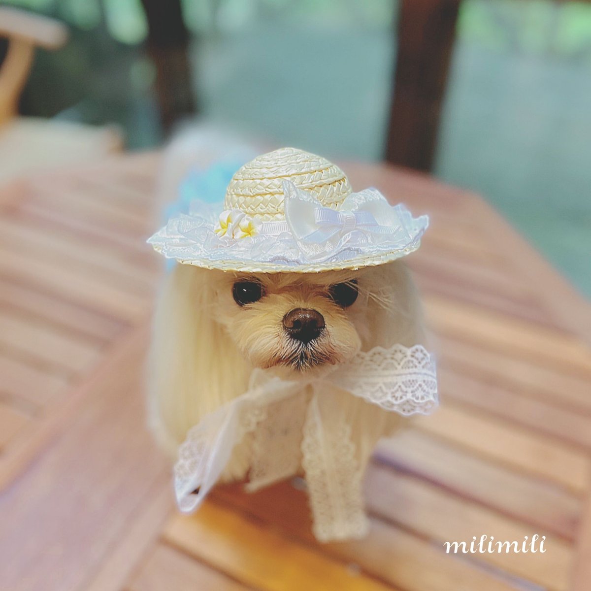 麦わら帽子Ꮇお好みカラー✗ホワイト犬・猫 プルメリア装飾❁handmade