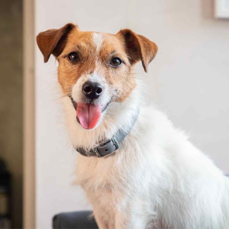 Cloud 7] レザー製首輪 クールグレー | モフモフ mof_mof｜北欧