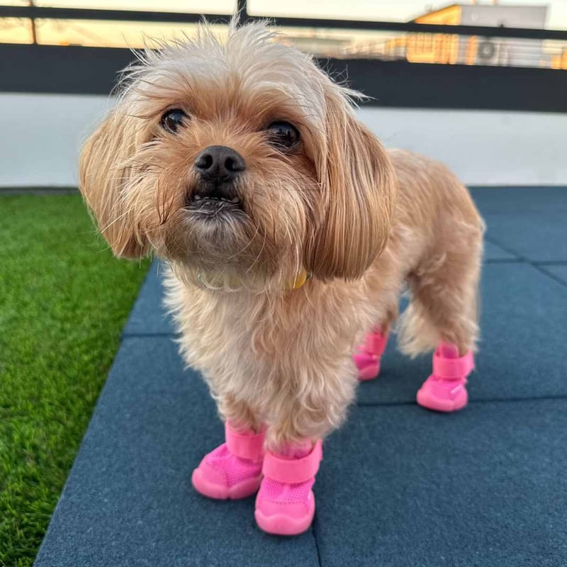 RIFRUF] ドッグスニーカー 左右2個セット (前後のサイズが違う場合用