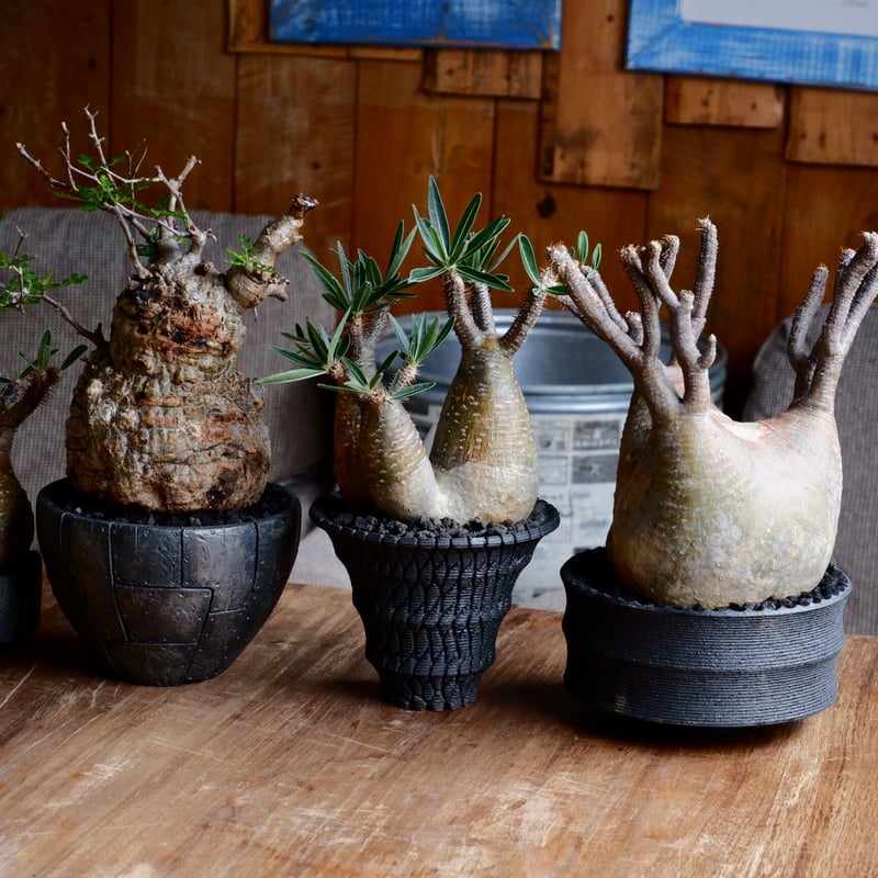 多層球 象牙調 球体 インテリア Yahoo!オークション -「象牙多層球