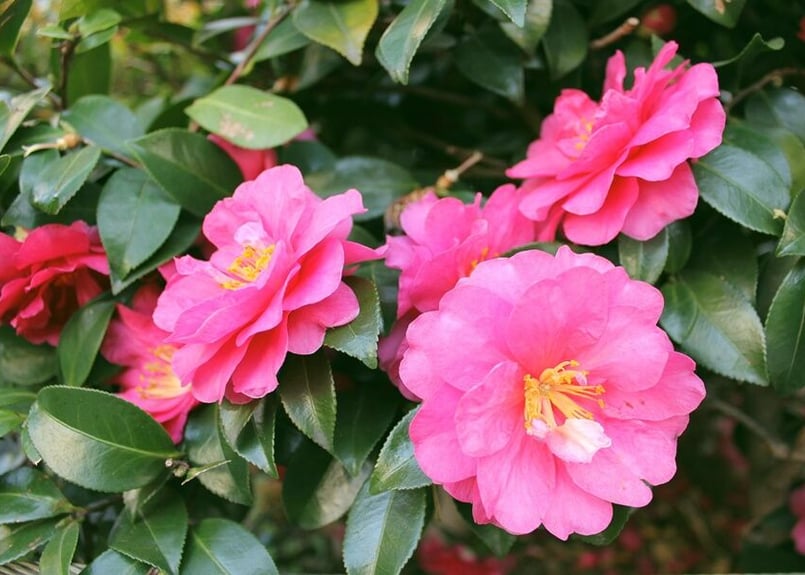 151d 椿の花 （着彩見本付き） | 下絵工房カルトーネ