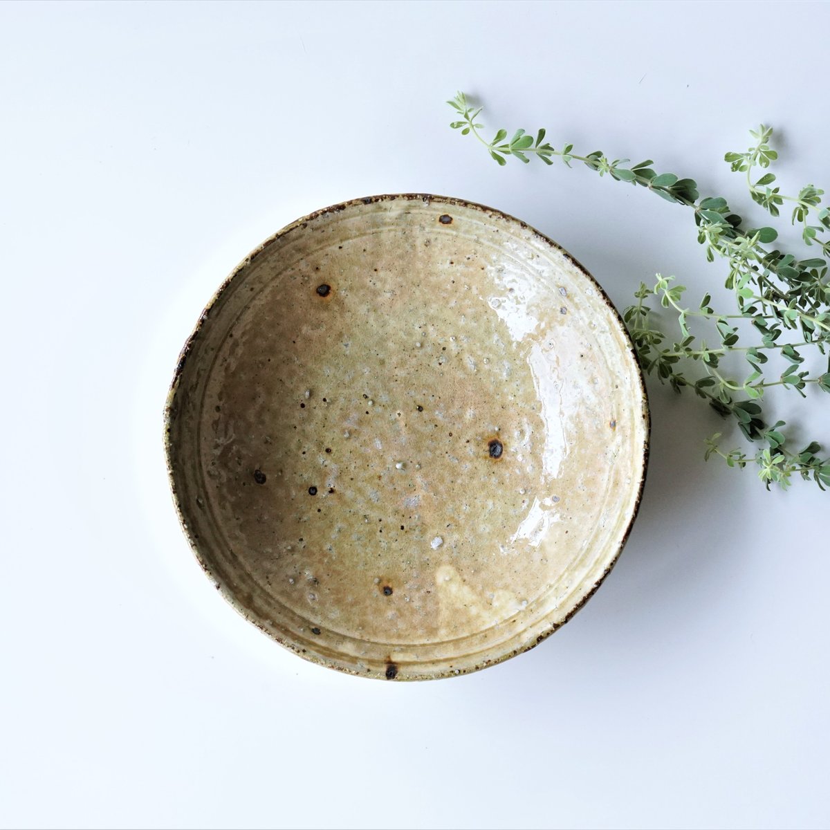 黄瀬戸絵変り小皿 5枚 [B24547] 【公式通販】