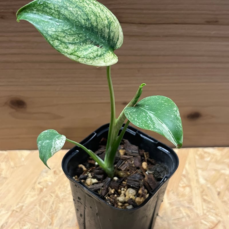 モンステラ デリシオーサ ミント | GREEN LUCK