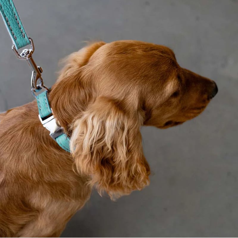 BREIZH ドッグ レザーカラー （首輪） （ティファニーブルーカラー