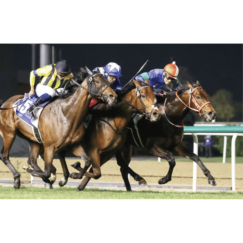 数量200個限定】パンサラッサ引退記念写真デザインパネル（シリアル