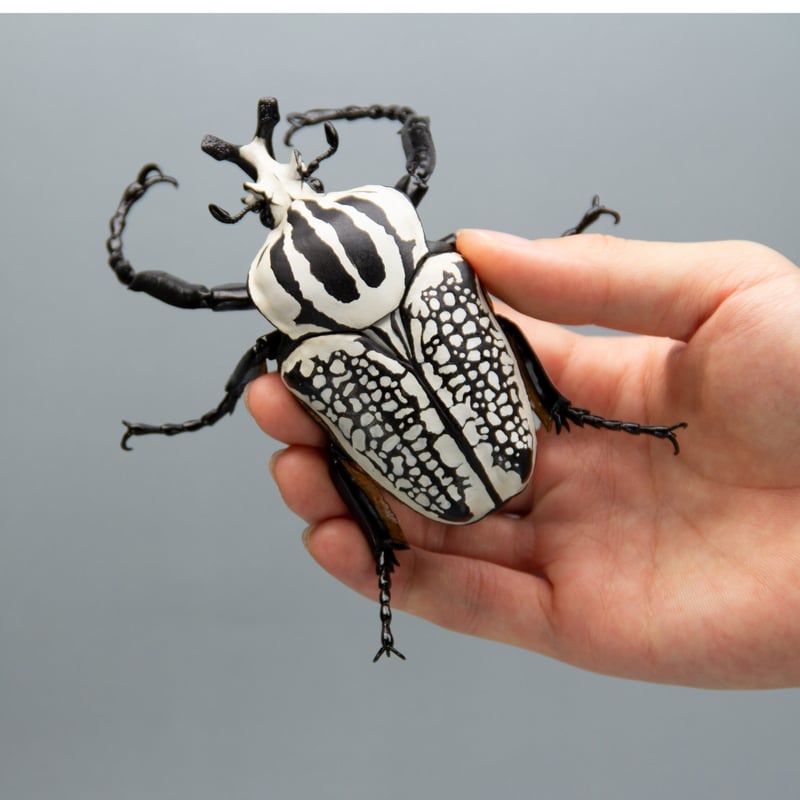 注文 甲虫 標本 ゴライアスオオサマオオツノハナムグリ 甲虫 標本