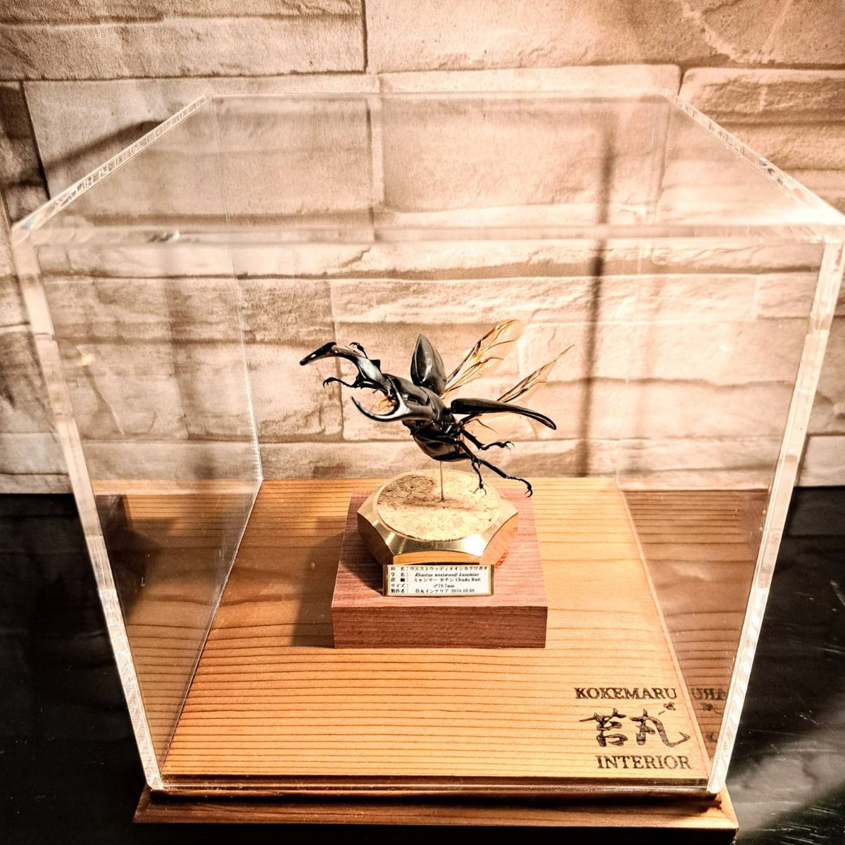 ショーケース】150×150×180 ※アクリル製ケース、無垢材土台 - メルカリ