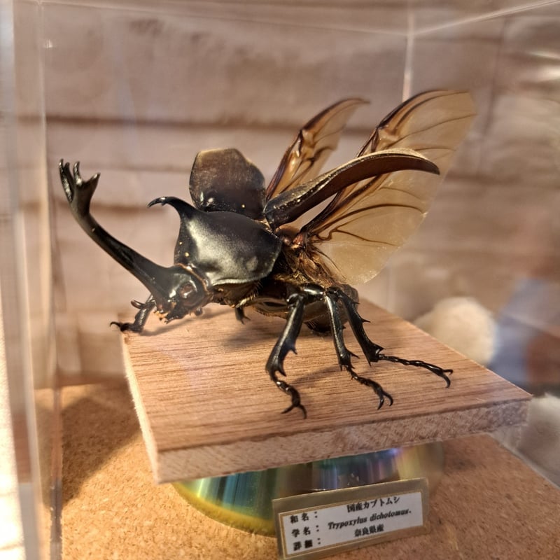 標本 コスタリカ産 カブトムシ 野外品 B品 コスタリカ産エレファス