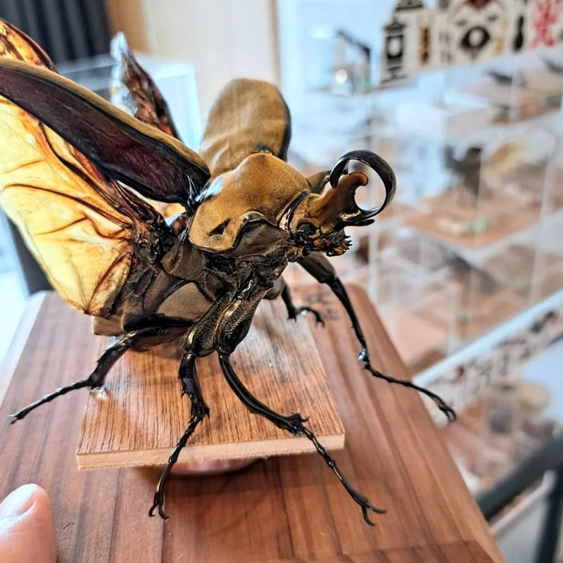 昆虫標本】エレファスゾウカブト(不全個体)♂95.1mm 立体標本 大型
