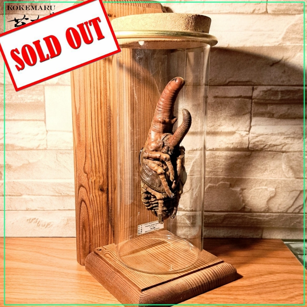 ヘラクレスヘラクレス 蛹 標本 ヘラクレスオオカブト ヘラクレス