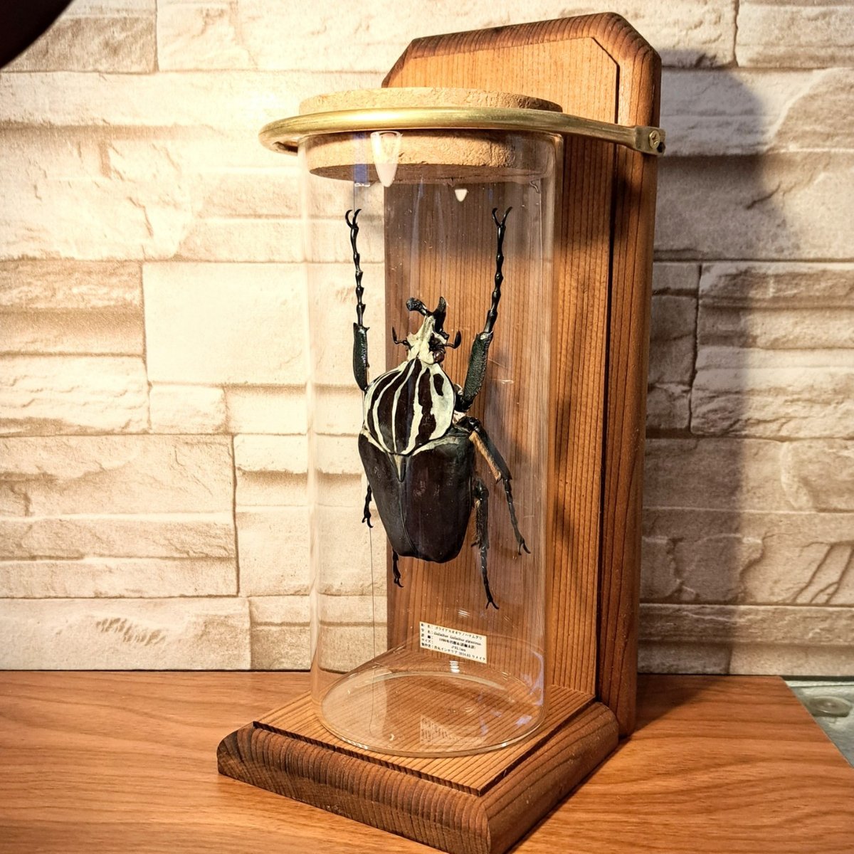 ゴライアスオオツノハナムグリ標本 a1c0449d30d0b9e50ea37c80bad484