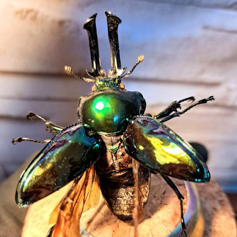 1点もの【昆虫標本】ニジイロクワガタ♂大型サイズ62.1mm(ブルー寄り