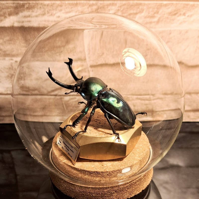 HYOHON『球』S】ニジイロクワガタ♂58.1mm 立体標本仕上げキューブ