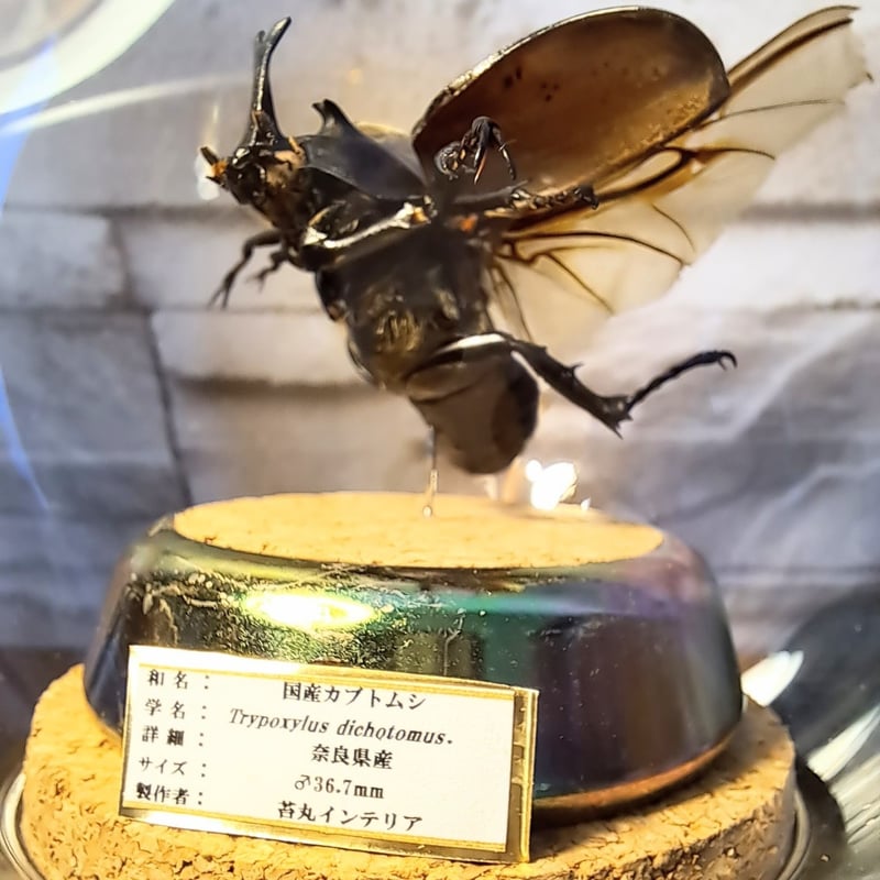 1点もの【昆虫標本】国産カブトムシ(超ミニサイズ)♂36.7mm飛翔仕上げ