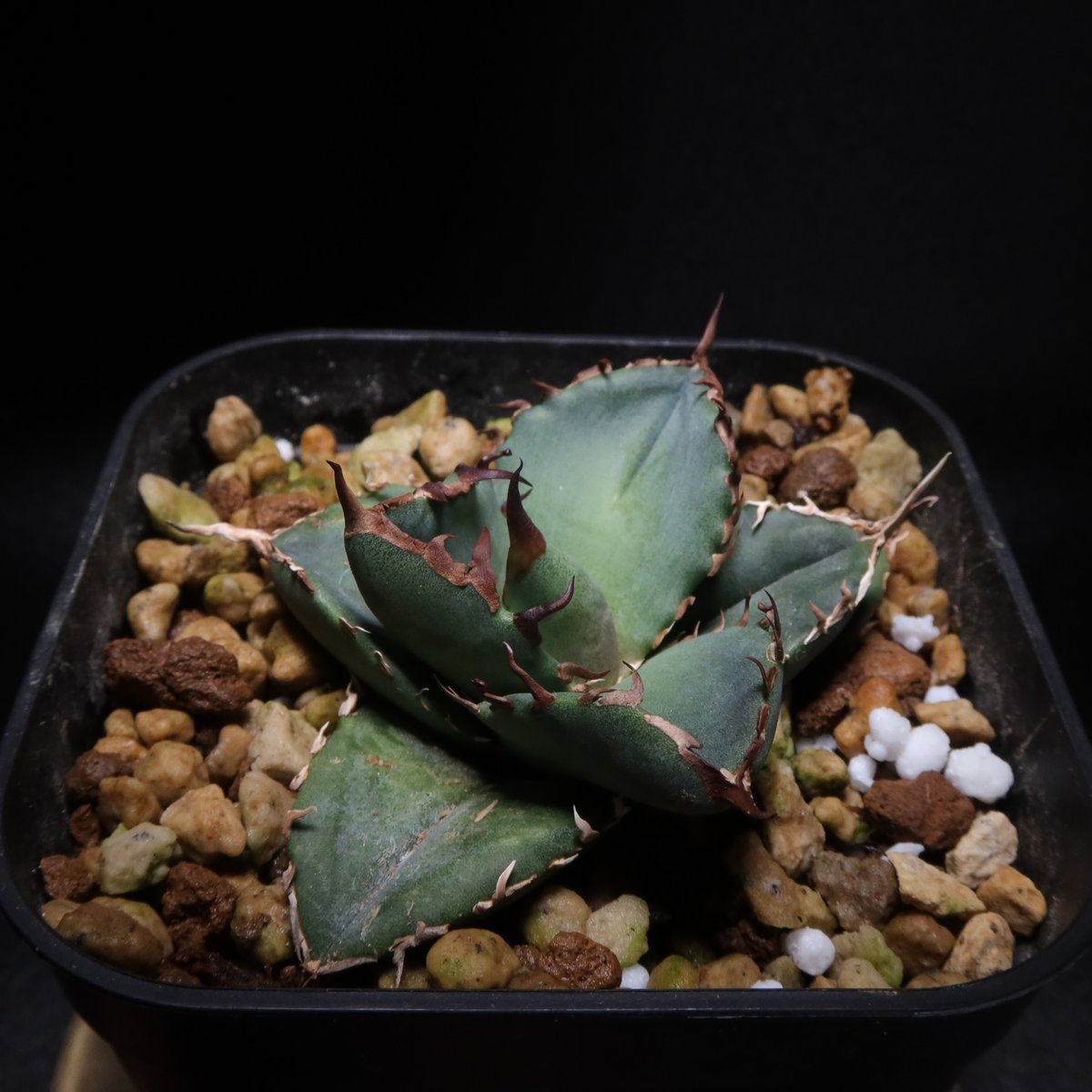 掛け軸 西村千里 作 祥運九星図 絹本 希少 軸装 茶道具 掛軸 美品 です