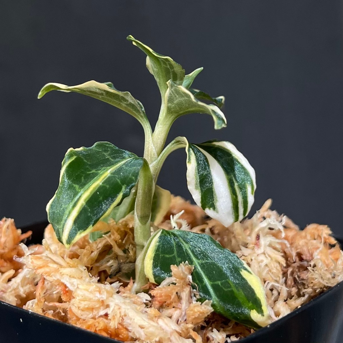 パルナシウス・アッコ（1オス・中国/青海省）