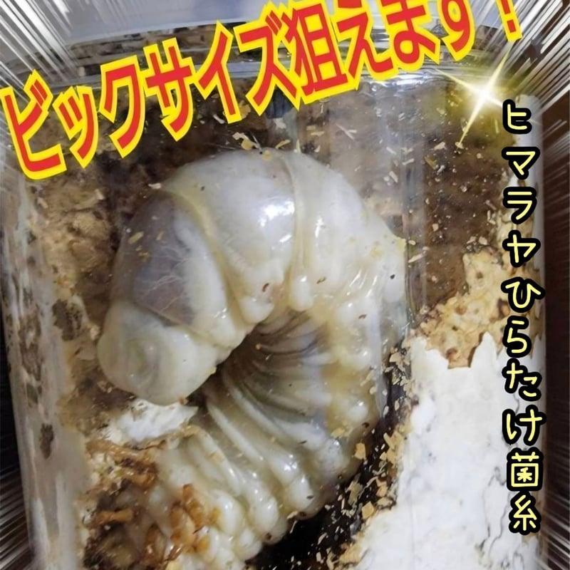 極上！ヒマラヤひらたけ菌糸瓶 800ml【4本セット】ニジイロクワガタに