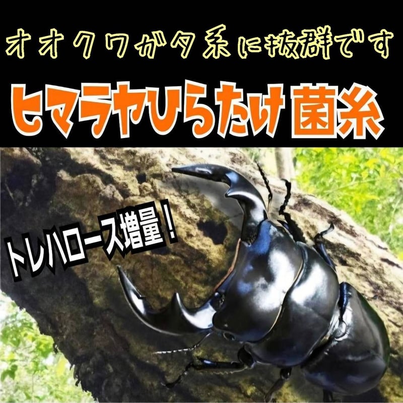 極上！初菌で作成☆ヒマラヤひらたけ菌糸ブロック☆トレハロース