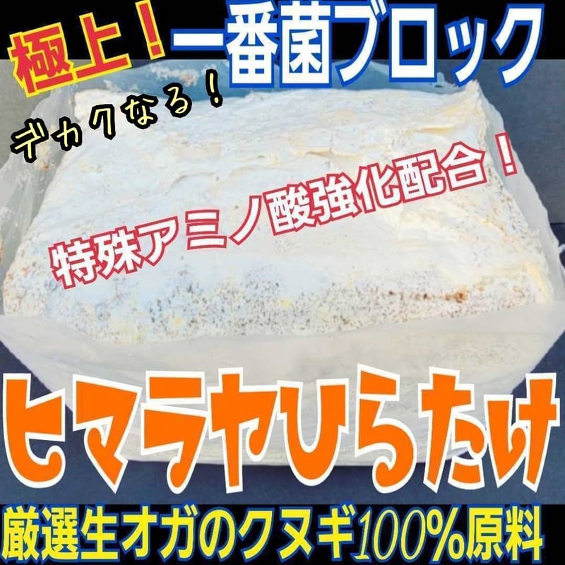 極上！初菌で作成☆ヒマラヤひらたけ菌糸ブロック☆トレハロース