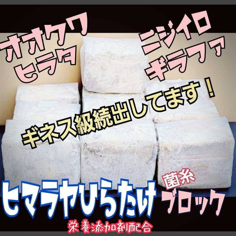 極上！初菌で作成☆ヒマラヤひらたけ菌糸ブロック☆トレハロース