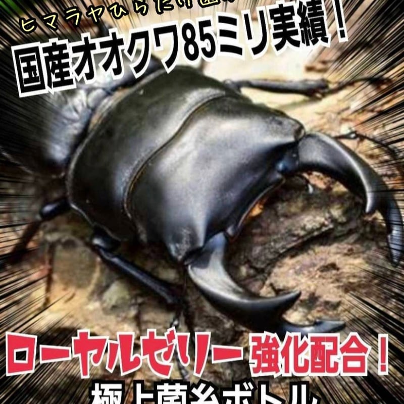 極上！ヒマラヤひらたけ菌糸瓶 800ml【4本セット】ニジイロクワガタに